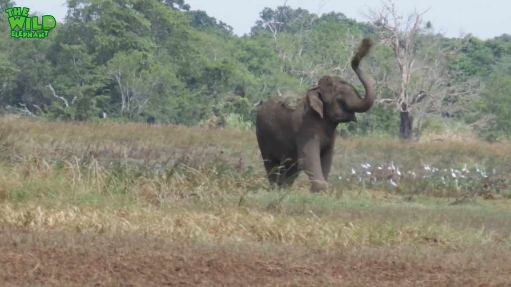 Huge elephant gets medical treatment from wildlife rescue team