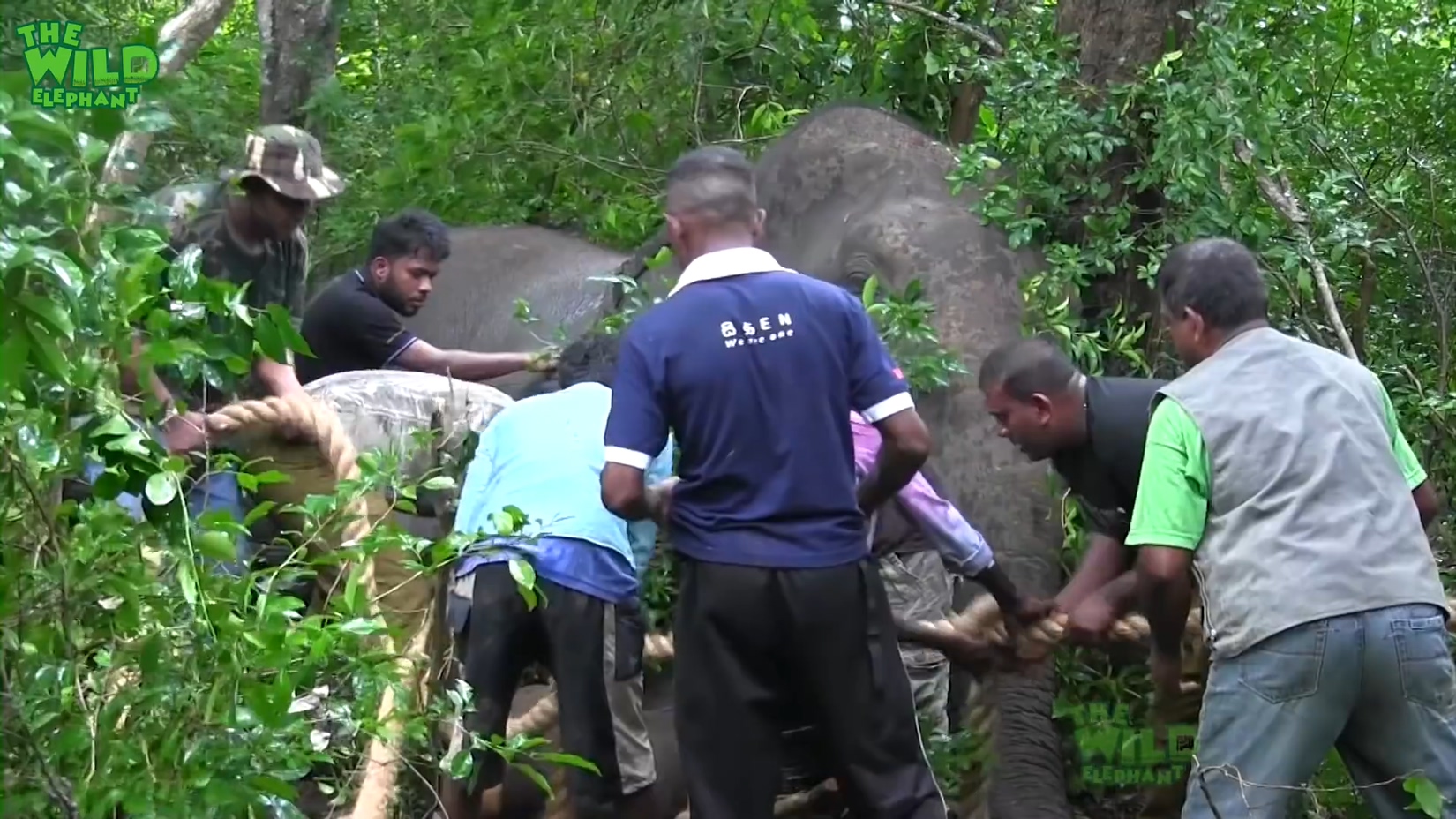 Huge elephant loses life as rescue team tried all they could