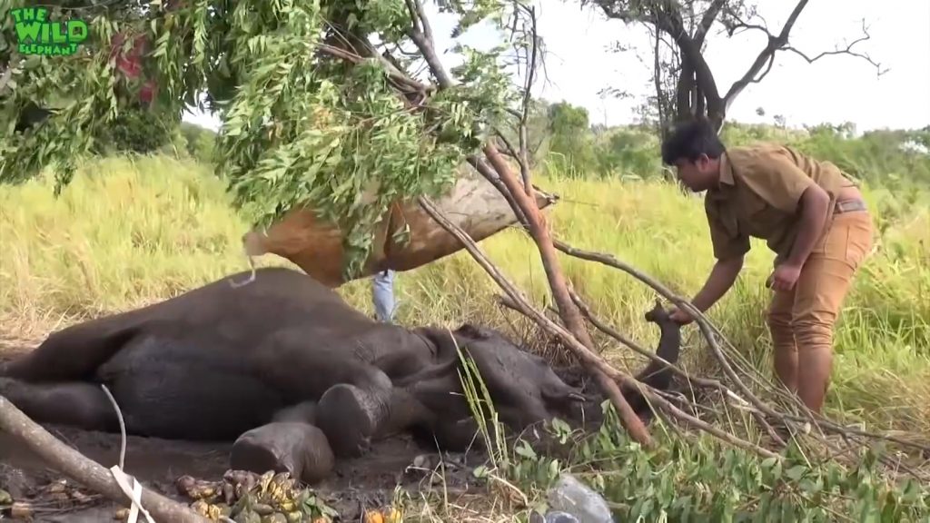 Injured Elephant Humanity doing it's very best to save an Elephant as if it were one of them