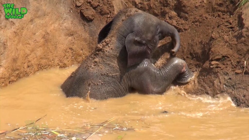 Help For The baby elephant That Was Stuck In The Mud