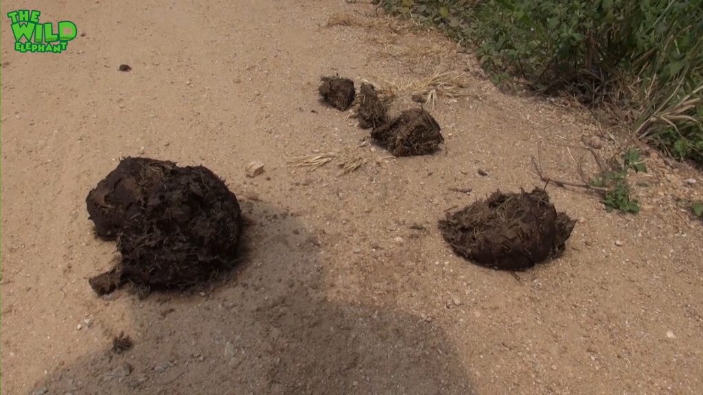 Help For The baby elephant That Was Stuck In The Mud