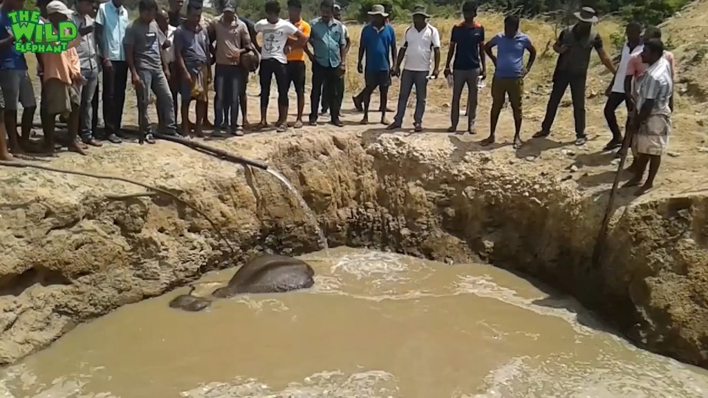 Young elephant falls into a well, rescued by villagers Elephant rescued from drowning in a well