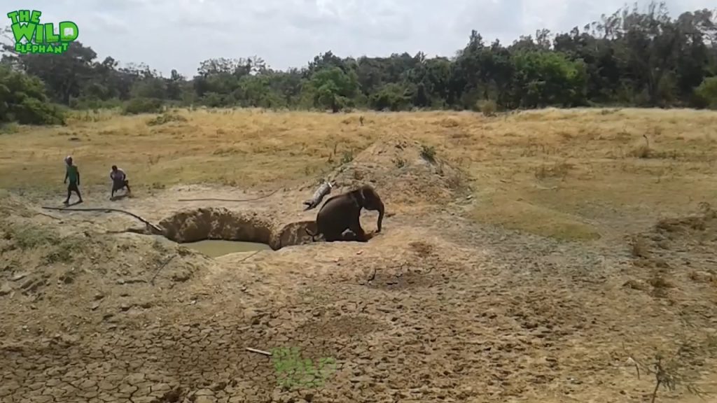 Young elephant falls into a well, rescued by villagers Elephant rescued from drowning in a well