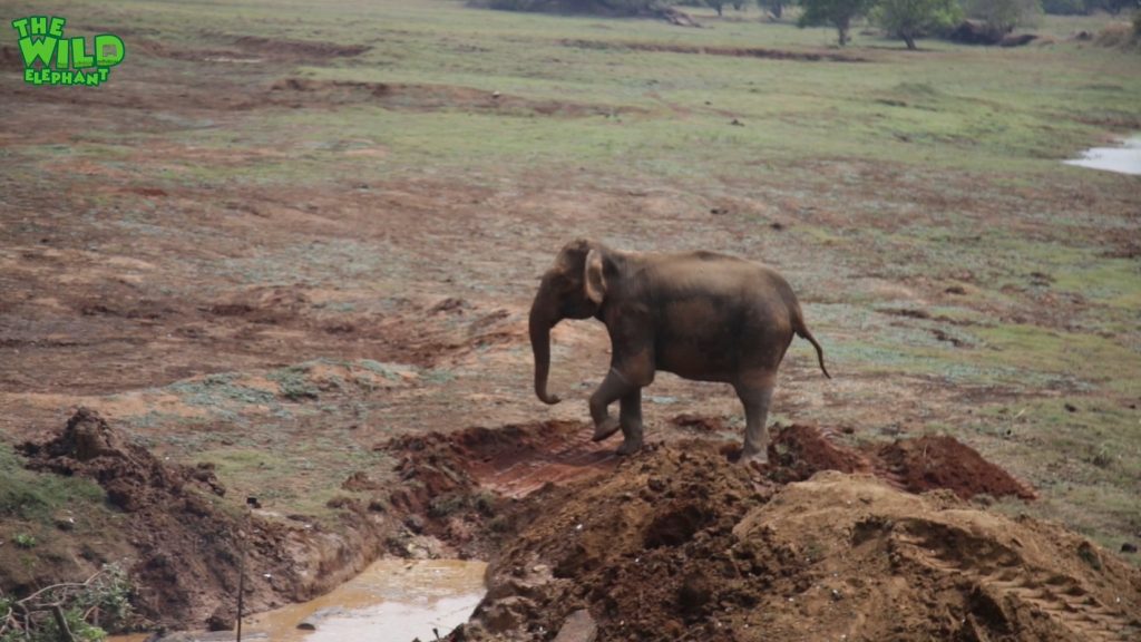 The Elephant That Didn’t Want To Get Out Of The Mud