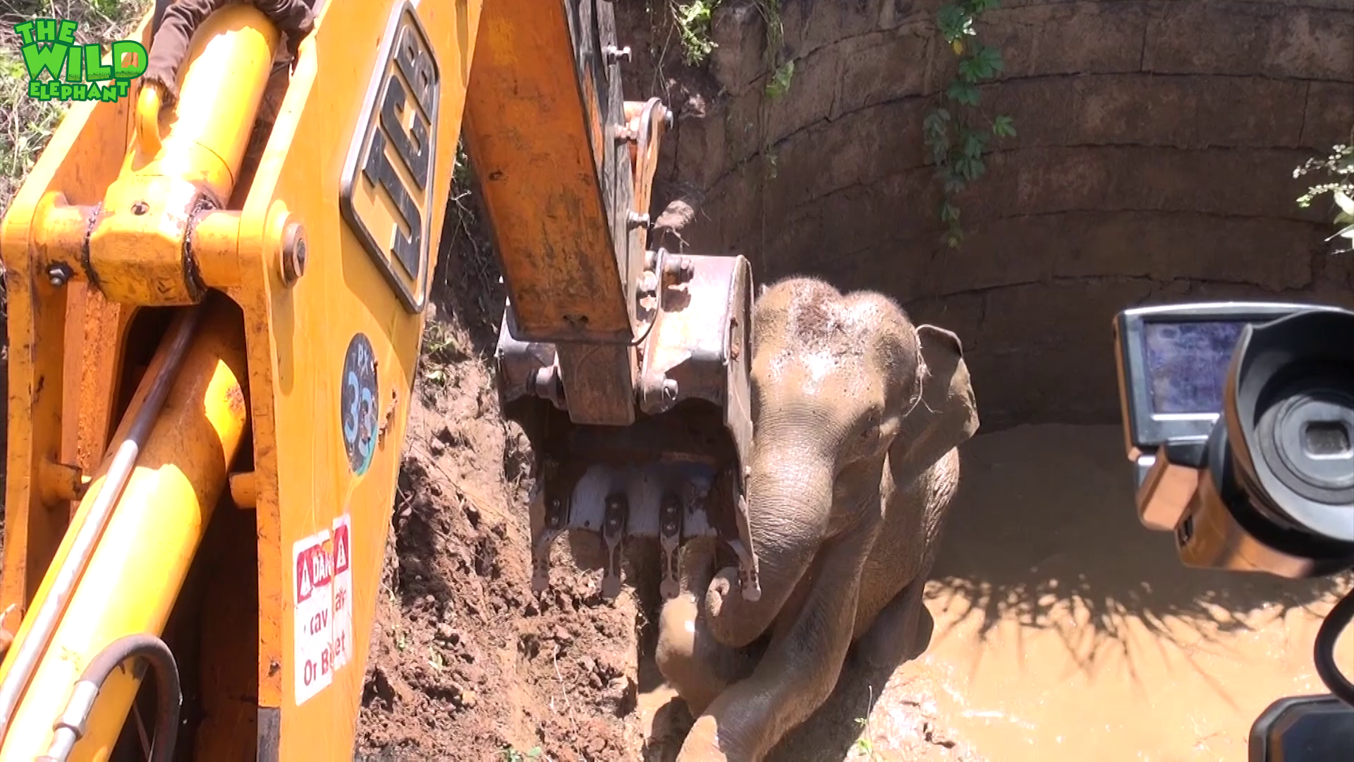 Baby elephant chased into the forest after being rescued from a well