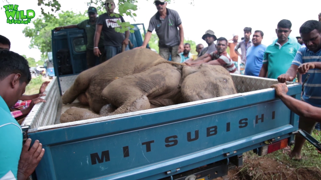 Elephant gets knocked down by a bus, gets treated and made alive