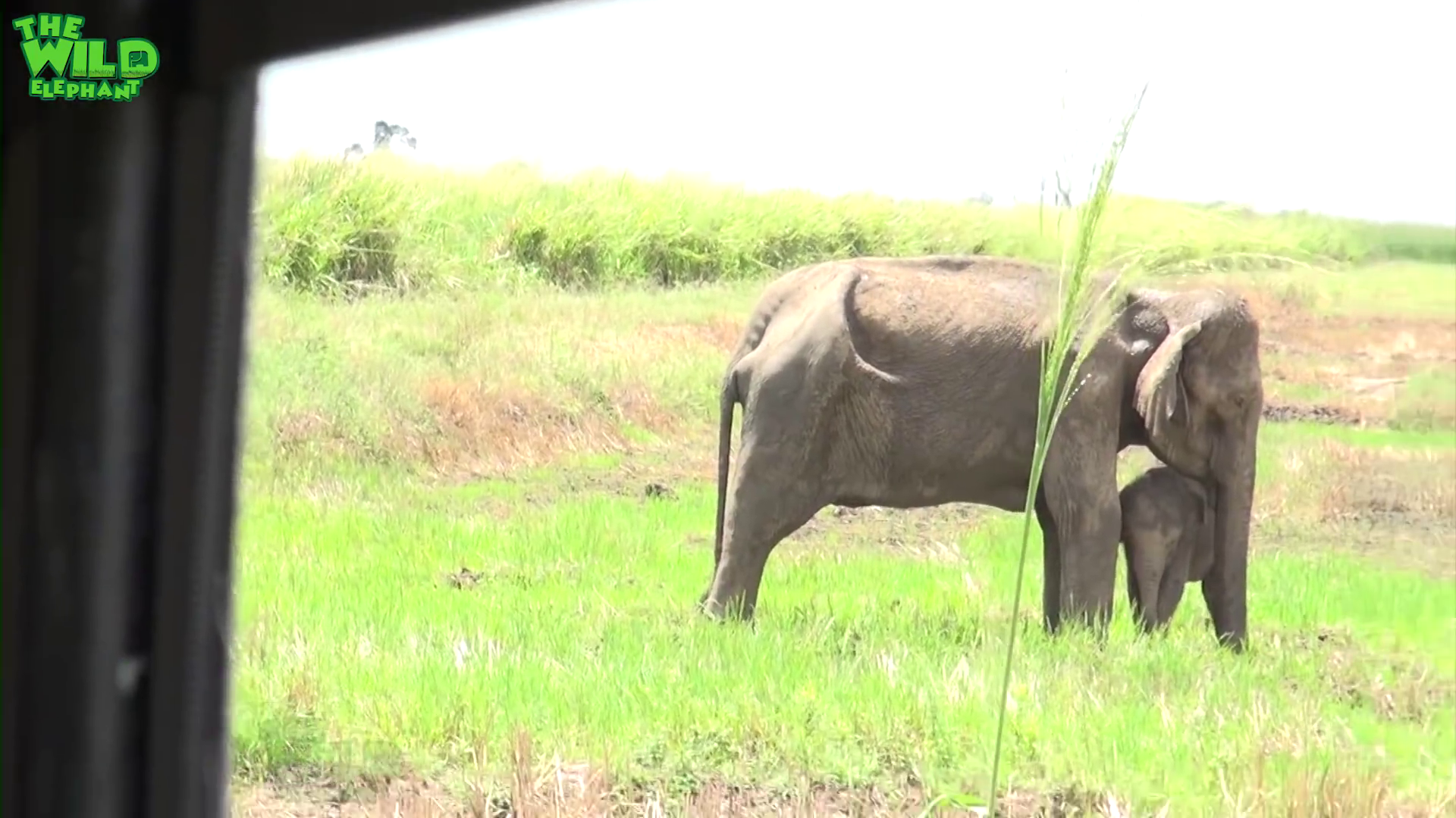 Big injured tusker elephant gets treatment | Vet doctors treat injured wild elephant