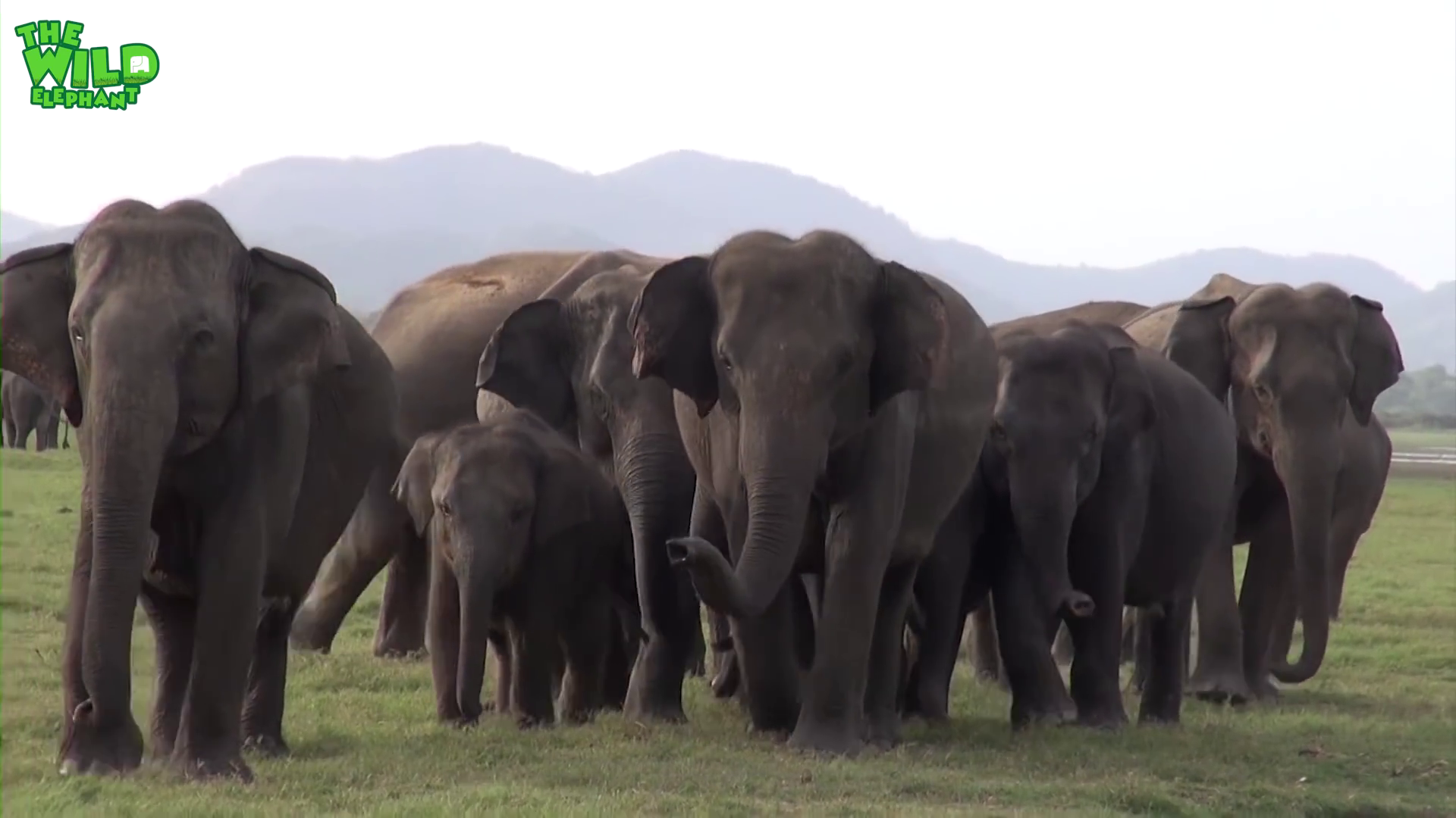 Elephants get rapid medical treatment for their sickness | lifesaving medical care for elephants