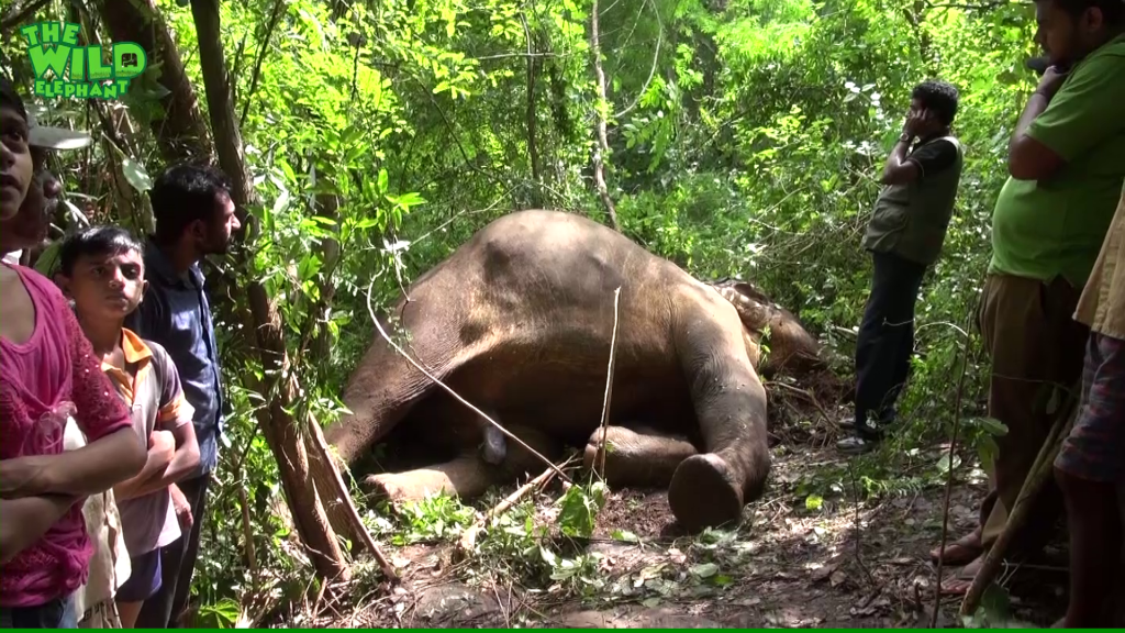 Electrocuted Elephant: A Desperate Rescue Attempt