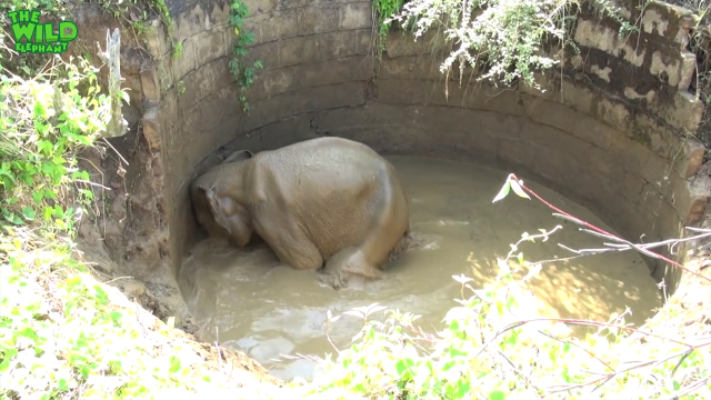 Baby elephant chased into the forest after being rescued from a well