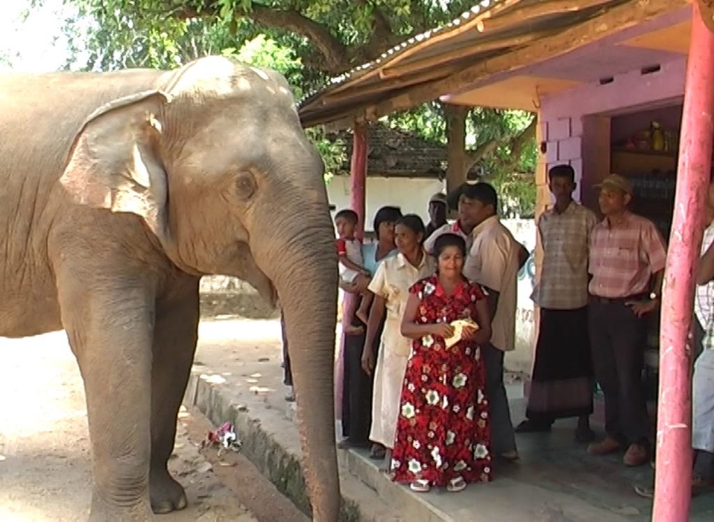 Wild elephant in a village finds his new home