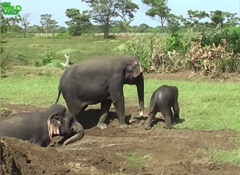 An elephant family saved from a massive farm well
