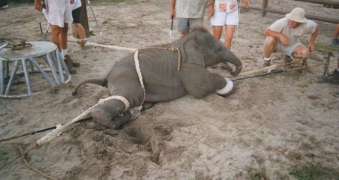 Elephant circus acts are not for entertainment