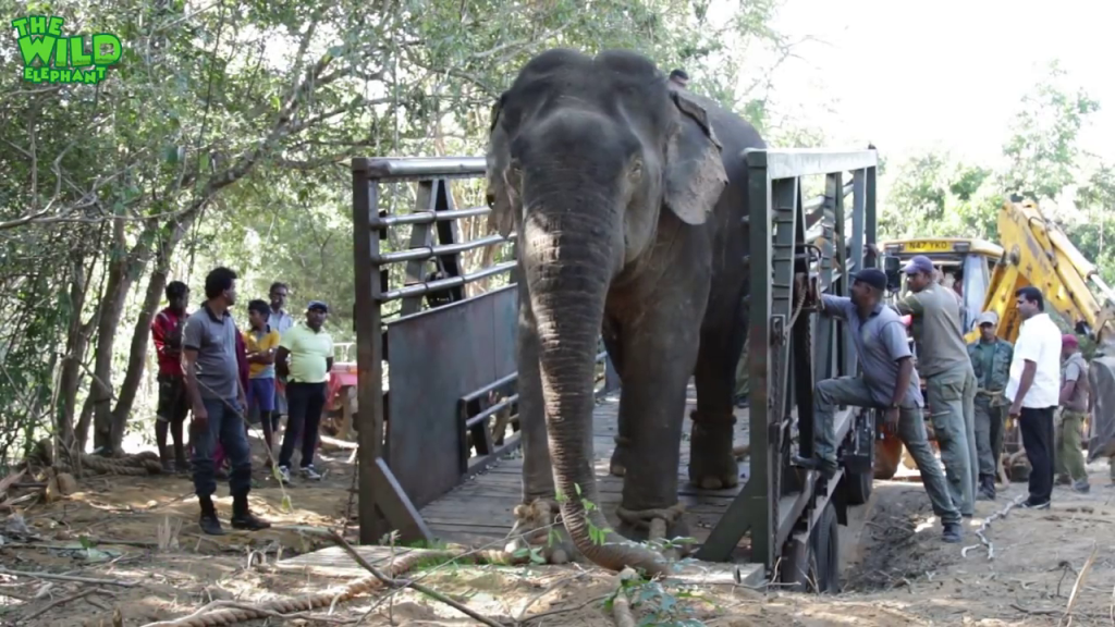 Big elephant gets washed and gets treated in a truck (part 2)
