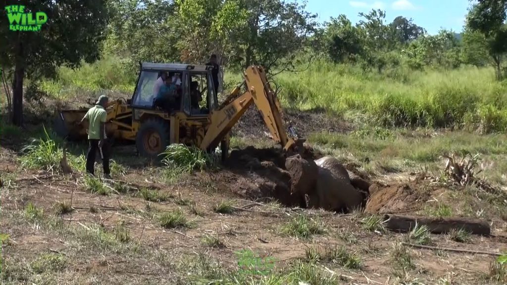 Elephant mother and baby saved from a mud hole.