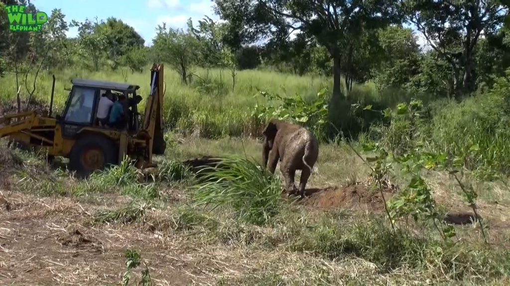Elephant mother and baby saved from a mud hole.