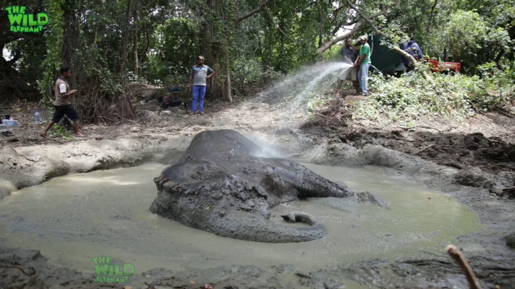 Elephant rescue mission with water pool mud scene