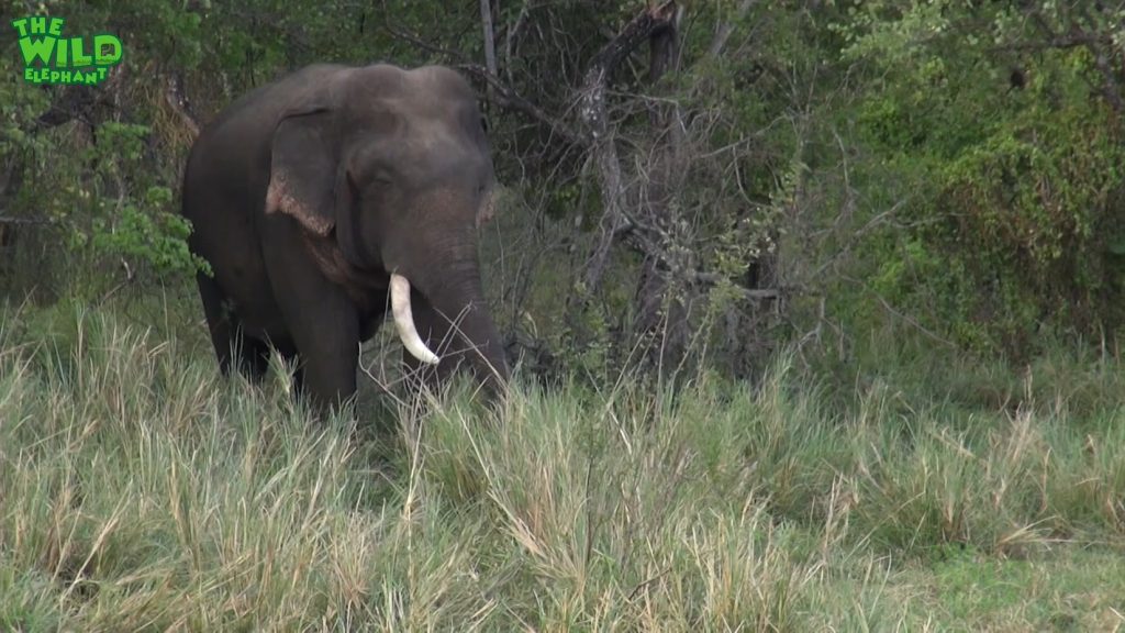 An Injured Elephant With A Single Tusk