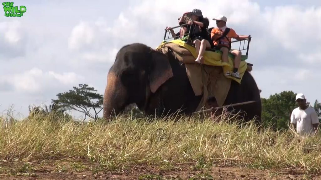 Animal cruelty caught in act: Elephant rides-Sri Lankan Wildlife