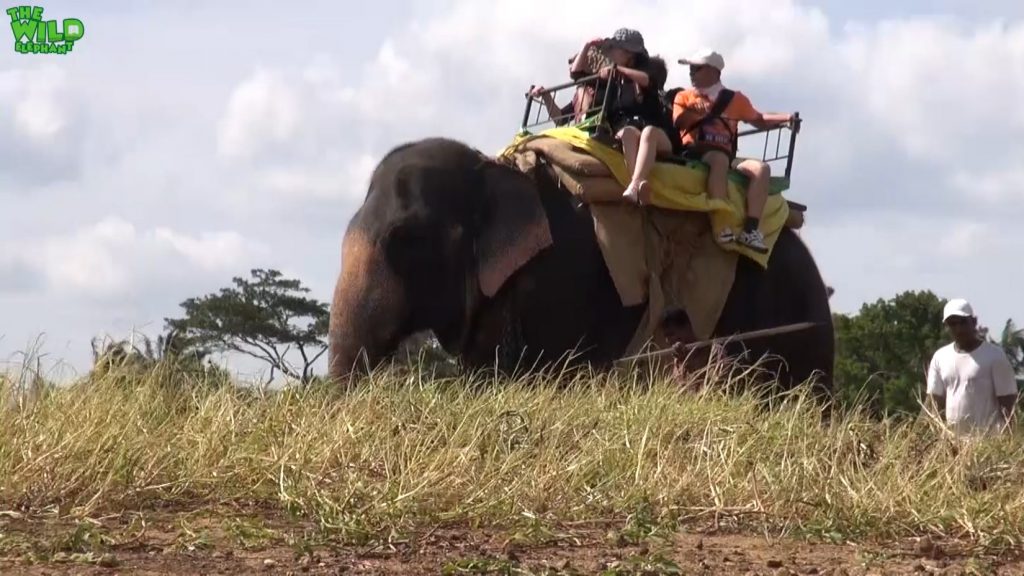 Animal cruelty caught in act: Elephant rides