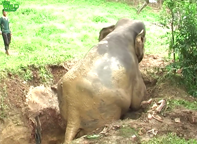 Incredibly agile elephant saved by kind humans image