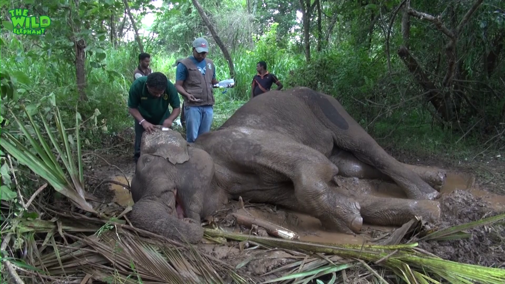 Injured Elephant In The Mud