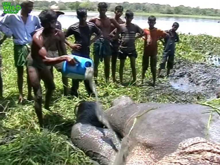 Pulling the elephant out from water to save