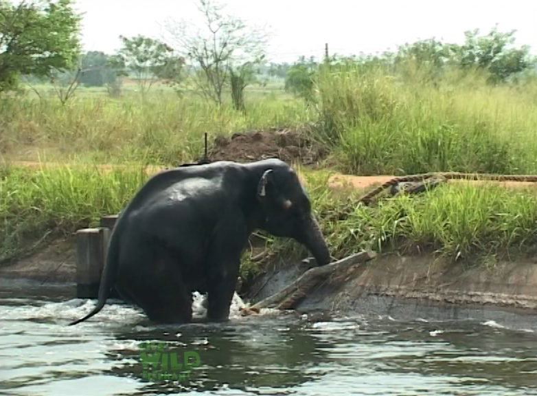 Saving another giant elephant from a canal photo