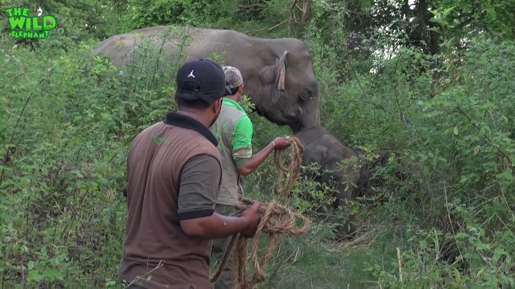 The baby elephant was wounded by a jungle trap