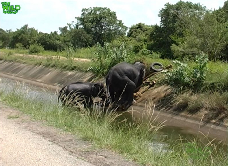 Two elephants saved from a canal, Thanks to kind people