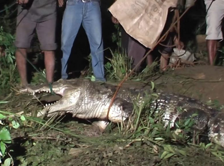 Villagers risk their lives to save a crocodile.