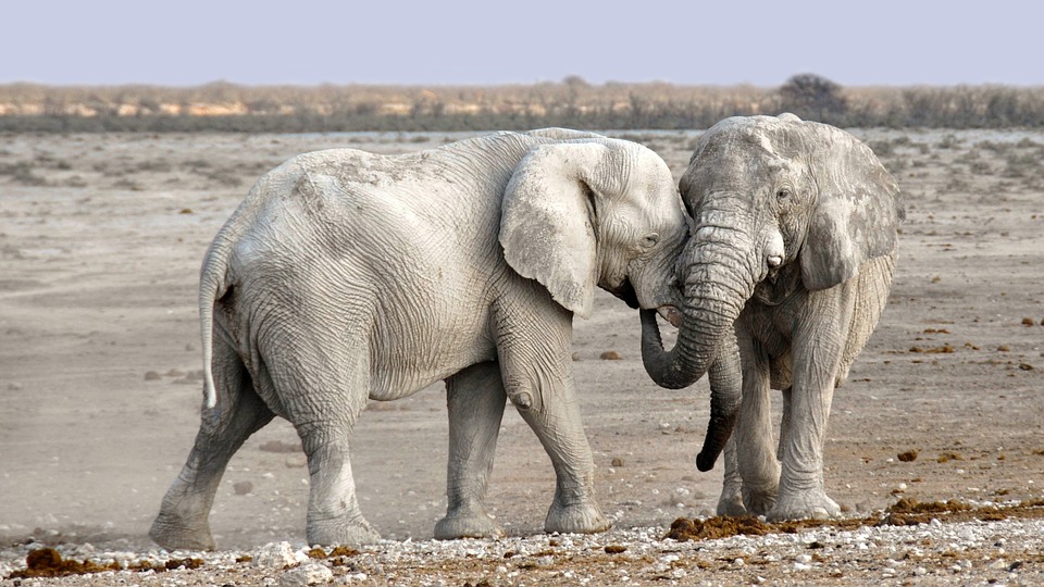 How long do elephants live with love