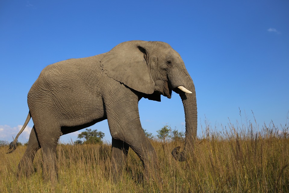 Which animal has the longest lifespan - elephant