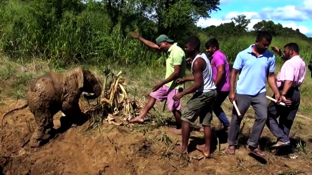 A look at Human-Elephant Conflict