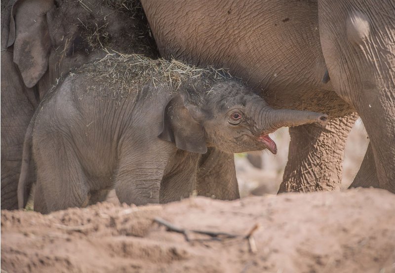 Unexpected baby elephant arrival