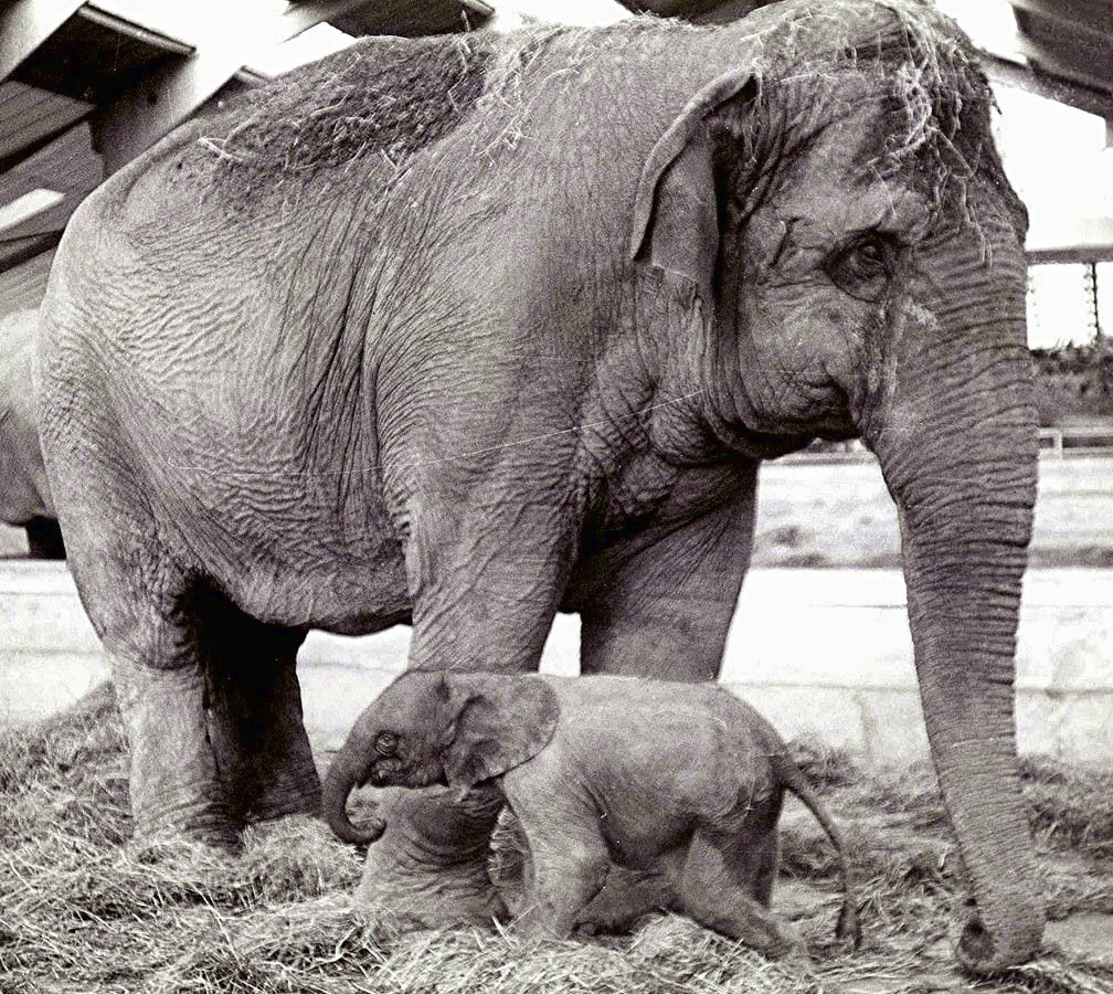 Differences between Asian Elephants and African Elephants.