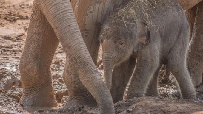 Unexpected baby elephant arrival