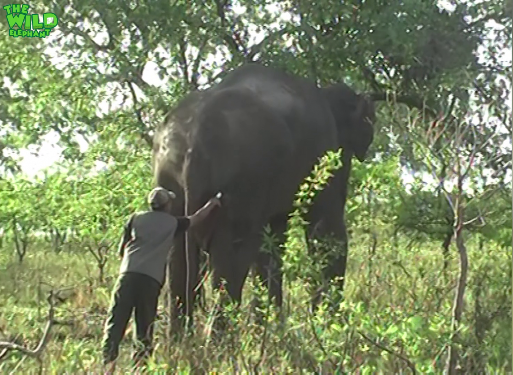 Treating an injured Elephant injured by Hakka patas traps used by demons among men