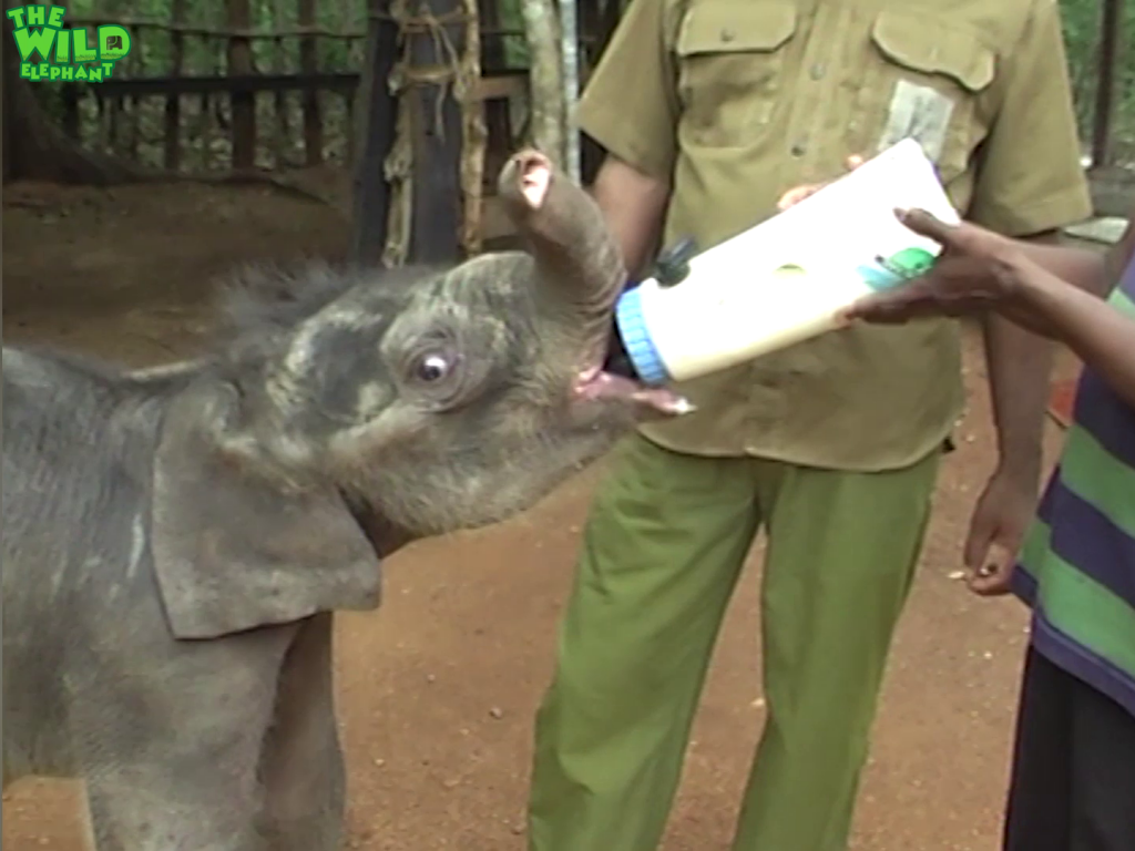 Cutest baby elephant fed with milk before safe-relocation