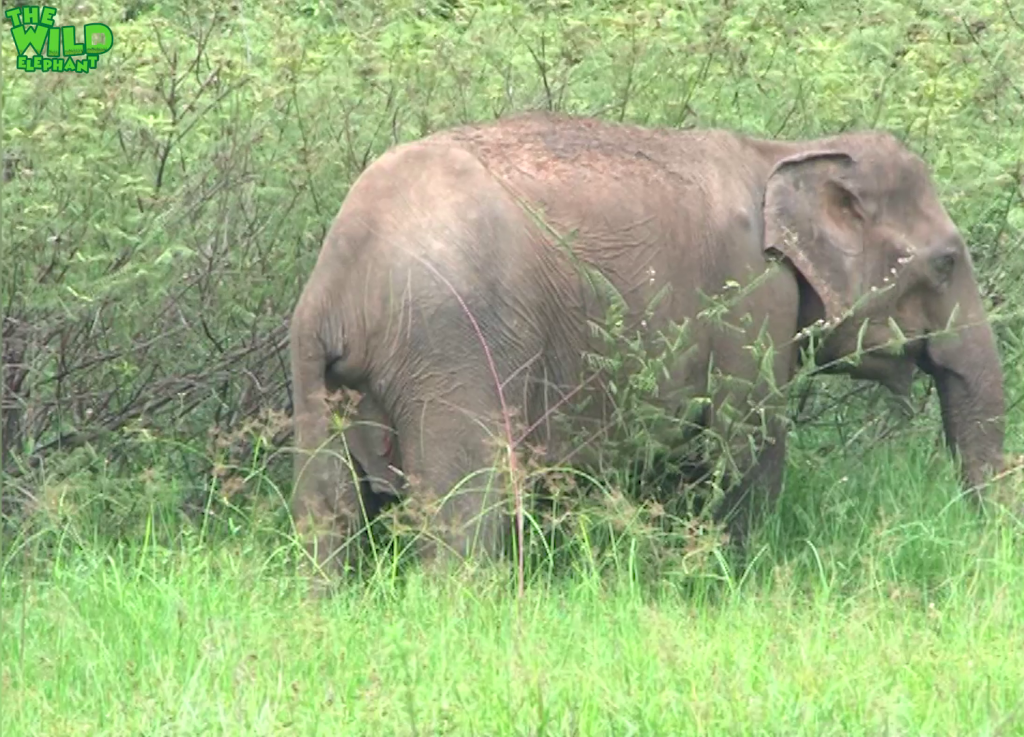 wildlife officers shoot elephants with tranquilizer guns for treatments
