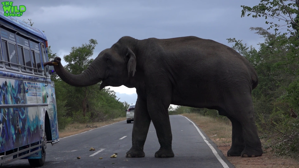An elephant that takes bribes for a road pass caught in the act