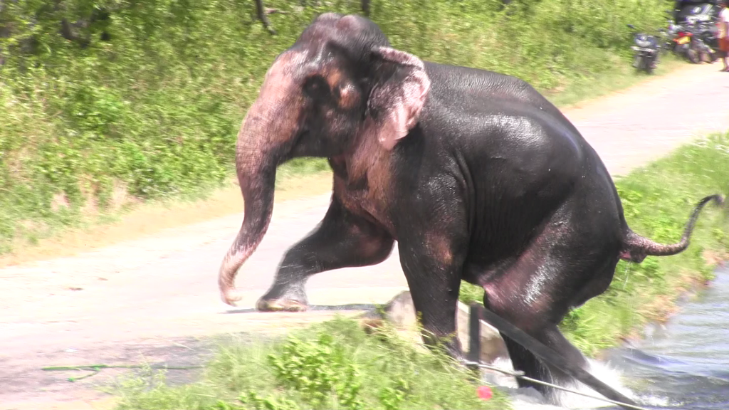 An elephant stucked by a canal saved by humans