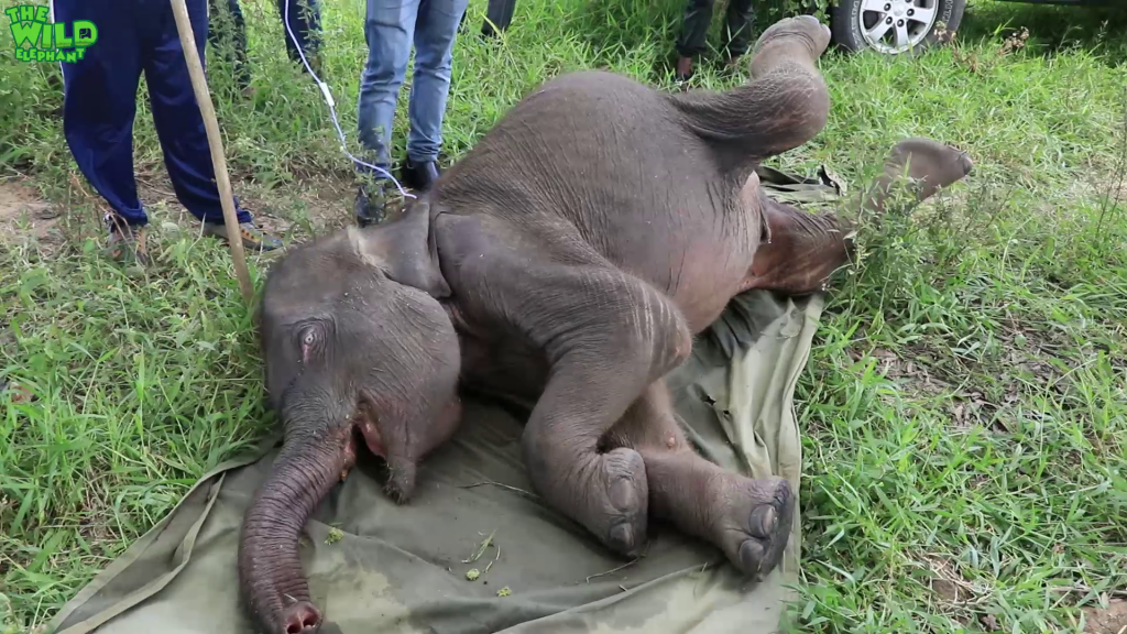 Saving a young elephant from one of the smallest predators