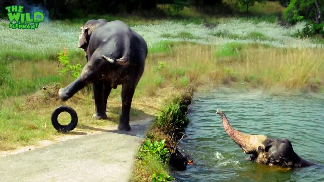 A Giant Elephant Saved By Kind People from the Canal