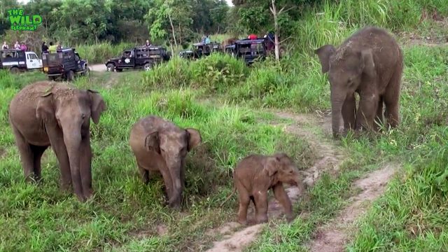 A cute baby elephant is hurt, waiting for medical officers