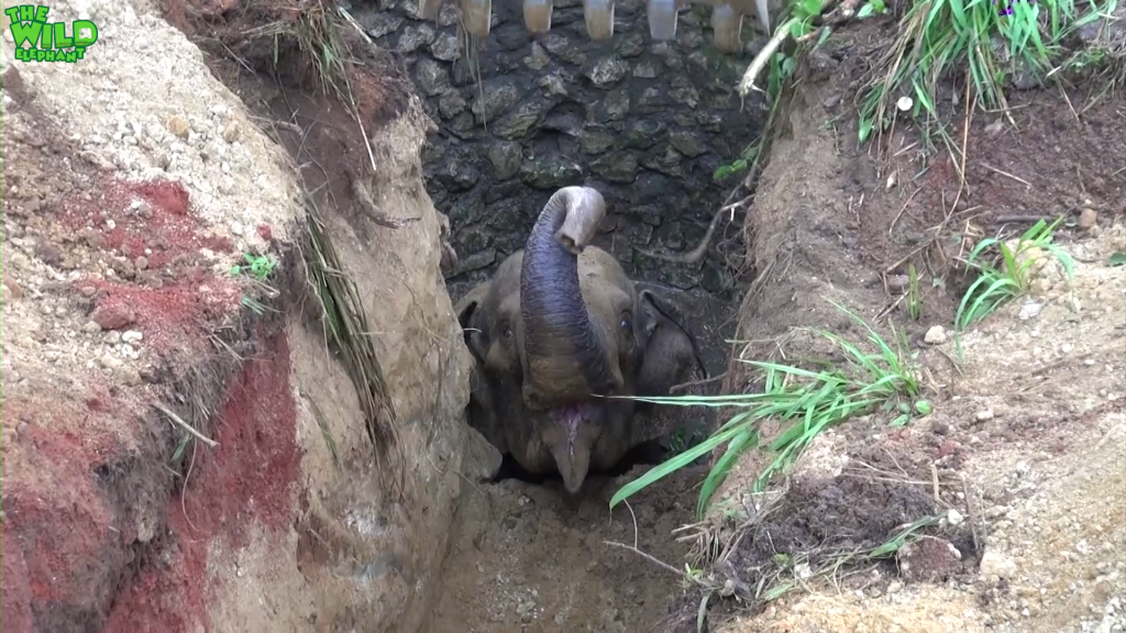 Muddy well couldn't claim this elephant thanks to humanity