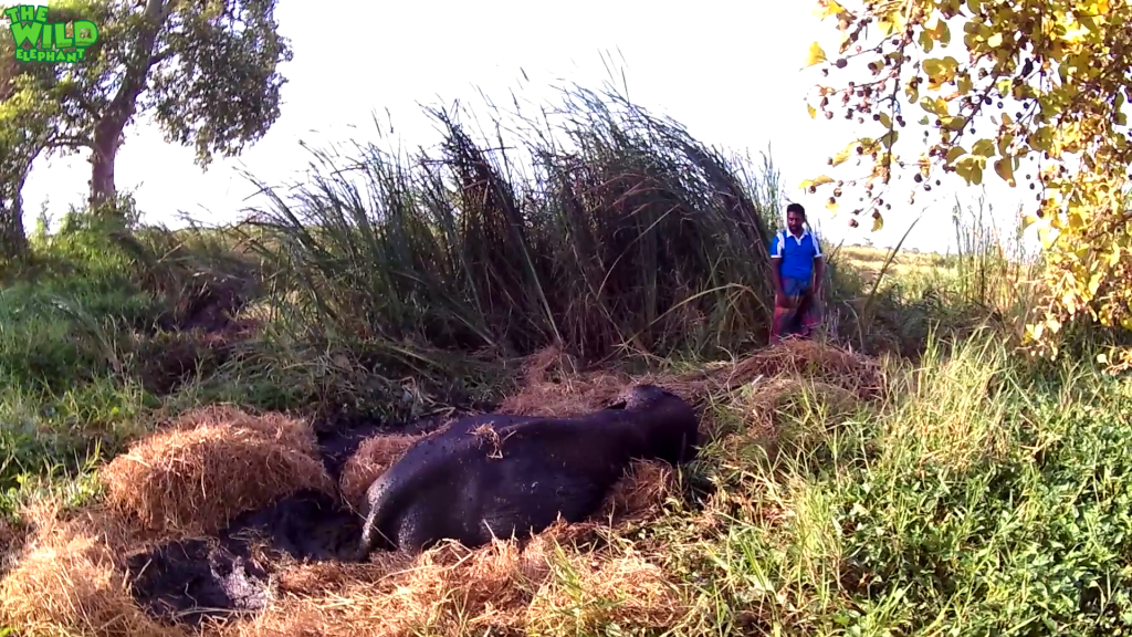 Animals that never gave up: Elephant stuck in mud saves Itself