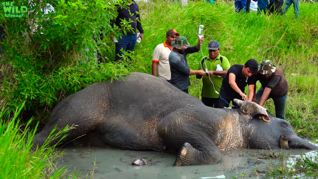 Reasons to trust Humanity! Helping an injured Elephant