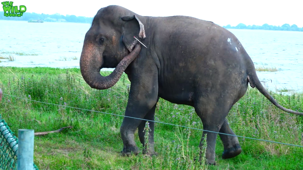 Jumbo sized elephant treated by wildlife officers