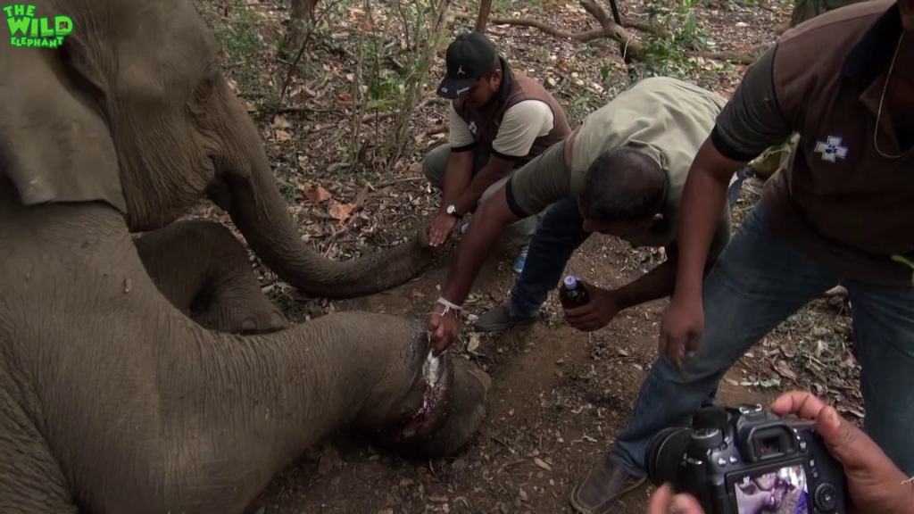 Real Life Heroes: Saving a Baby Elephant From a Trap